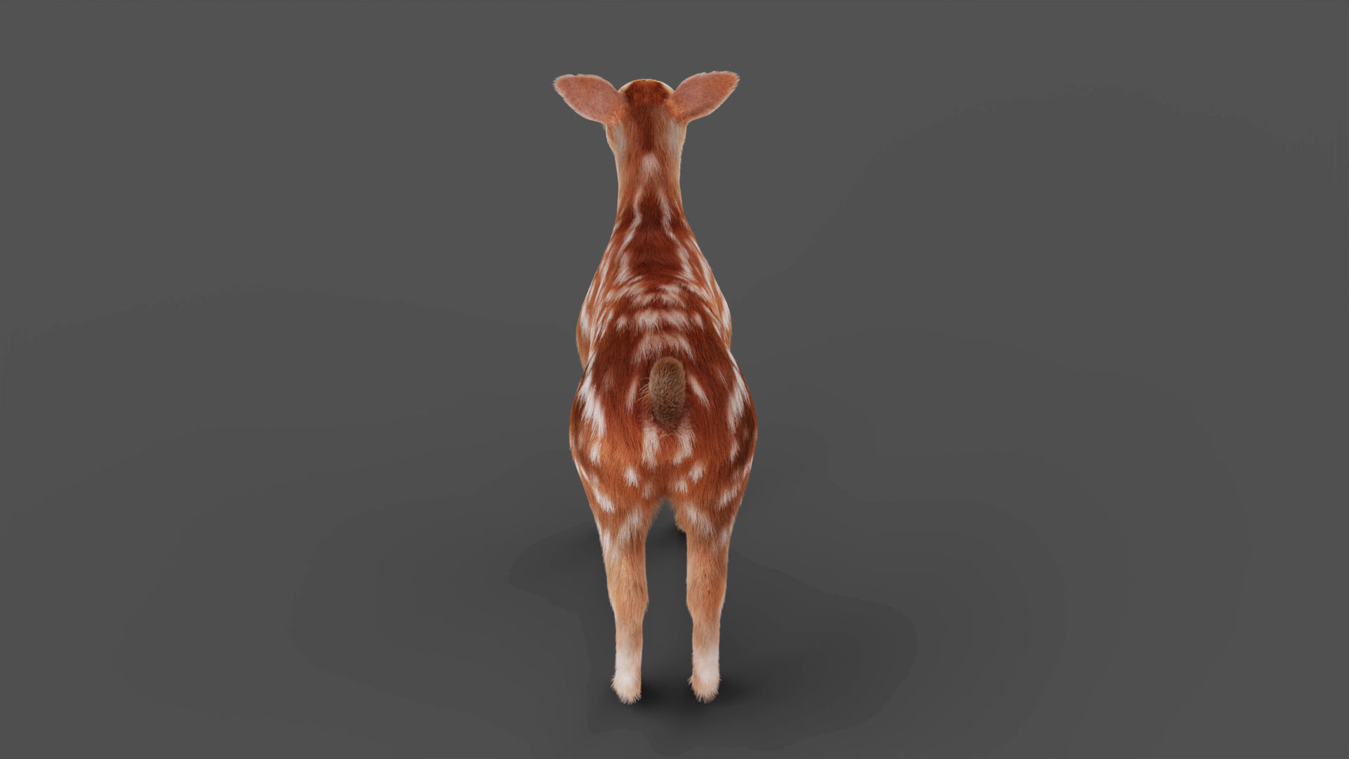 3D Fur Fawn Deer Rigged and Animated Blender Low-poly 3D model_8