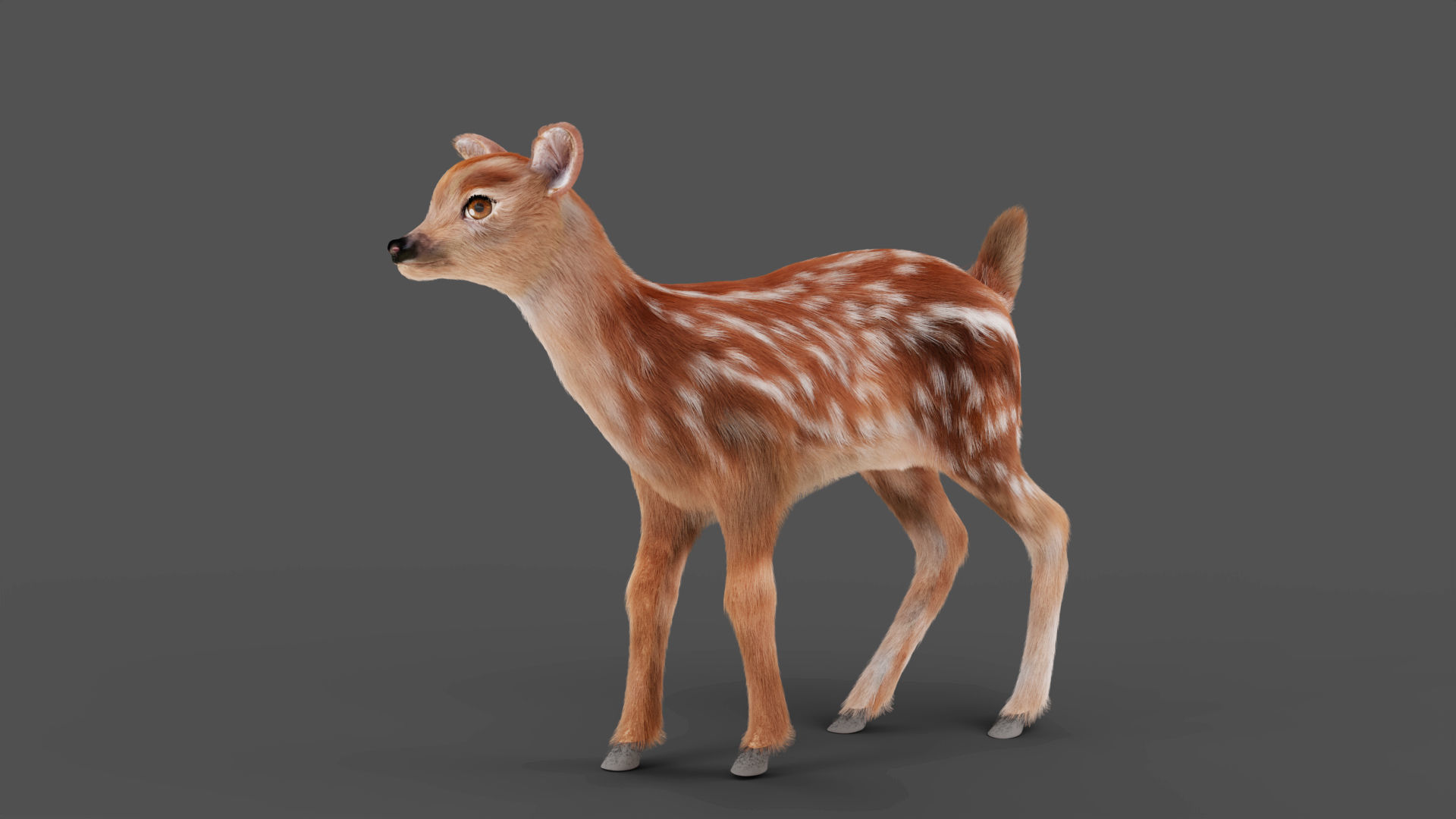 3D Fur Fawn Deer Rigged and Animated Blender Low-poly 3D model_5