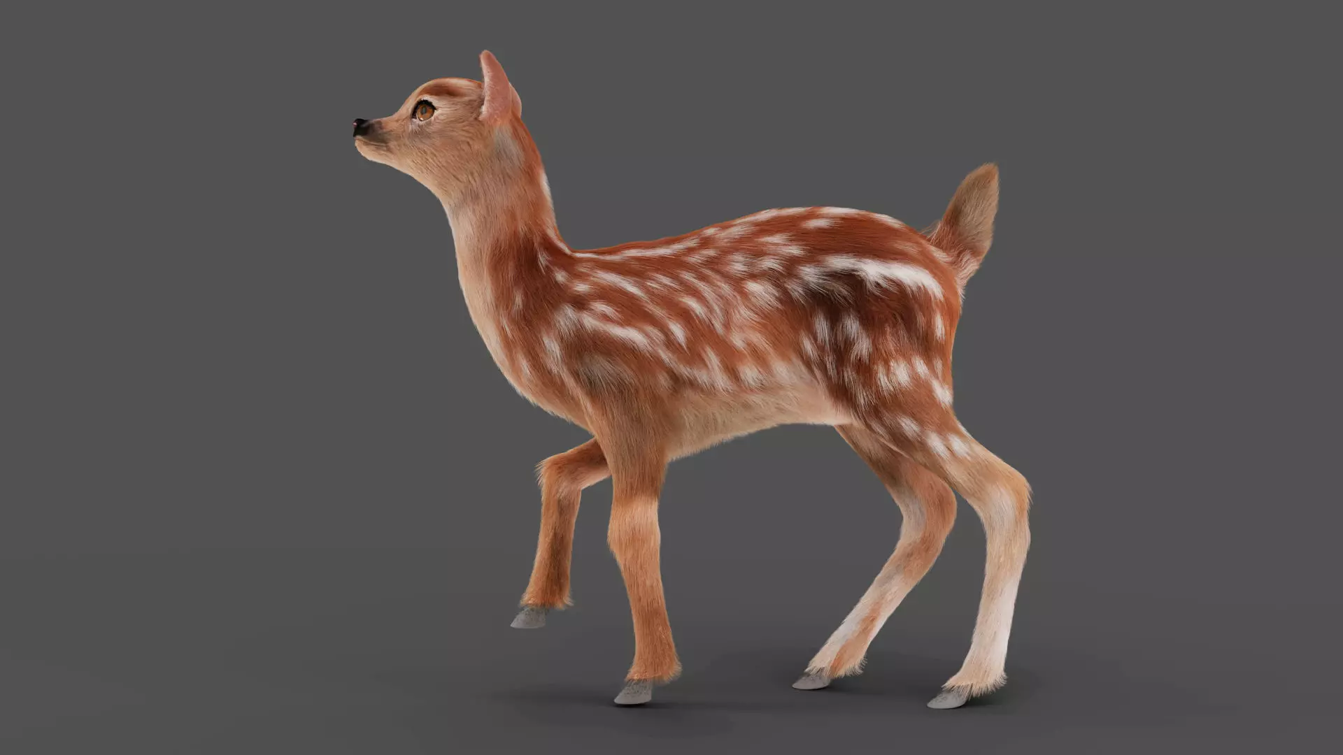 3D Fur Fawn Deer Rigged and Animated Blender Low-poly 3D model_0