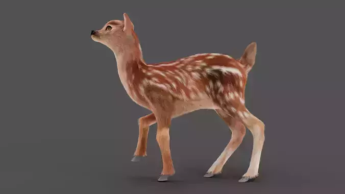 3D Fur Fawn Deer Rigged and Animated Blender Low-poly 3D model