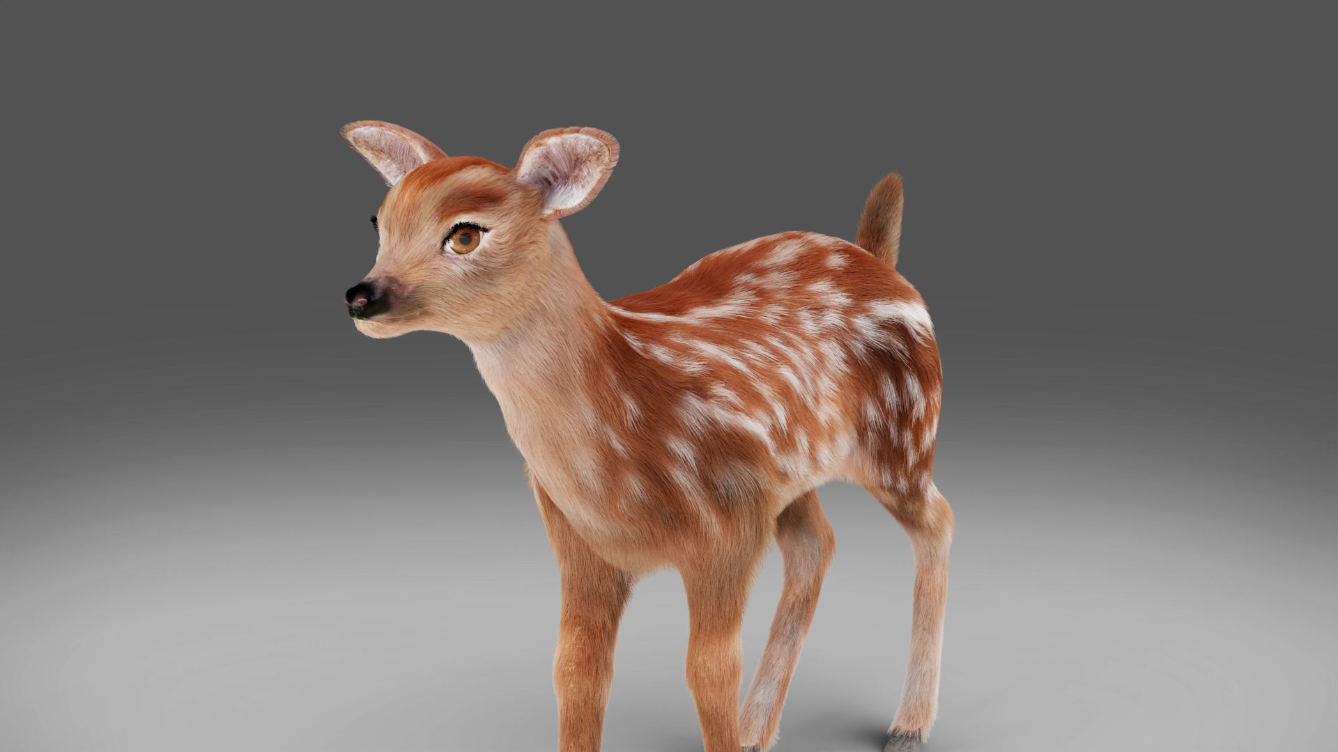 3D Fur Fawn Deer Rigged and Animated Blender Low-poly 3D model_12