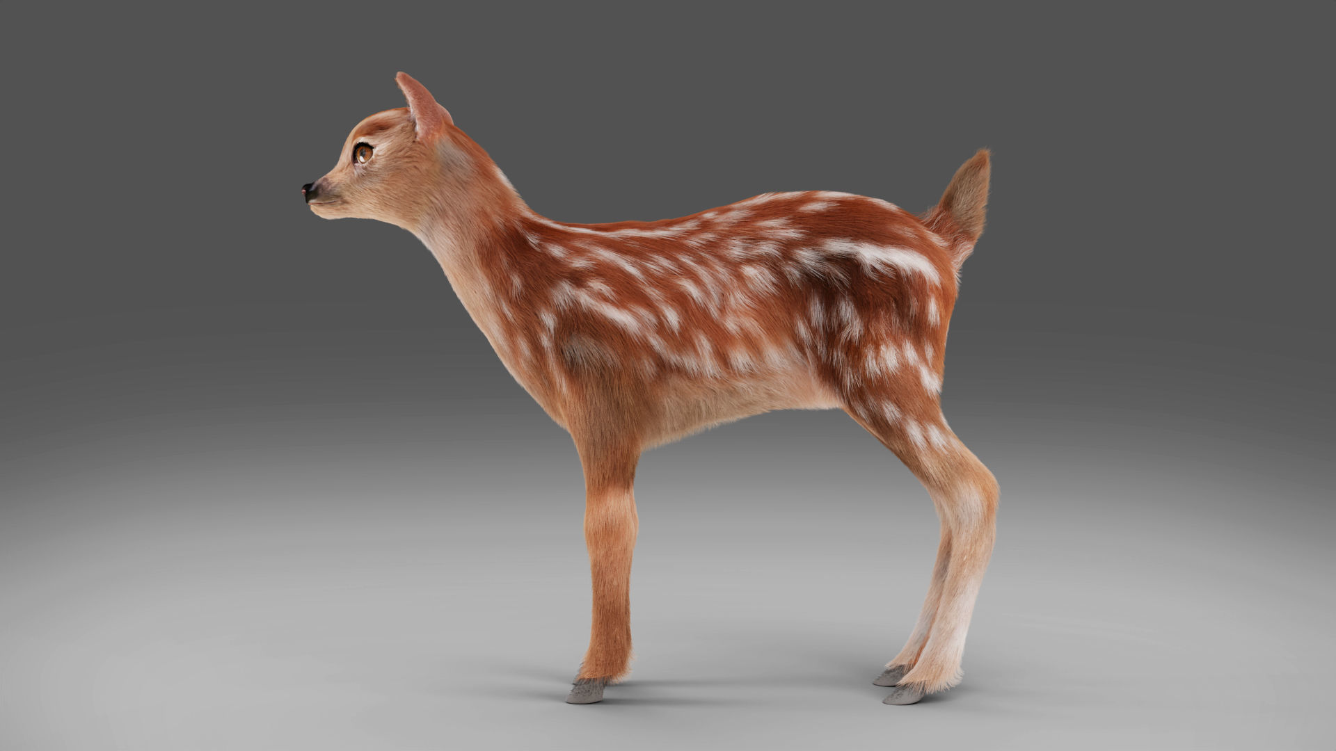 3D Fur Fawn Deer Rigged and Animated Blender Low-poly 3D model_13