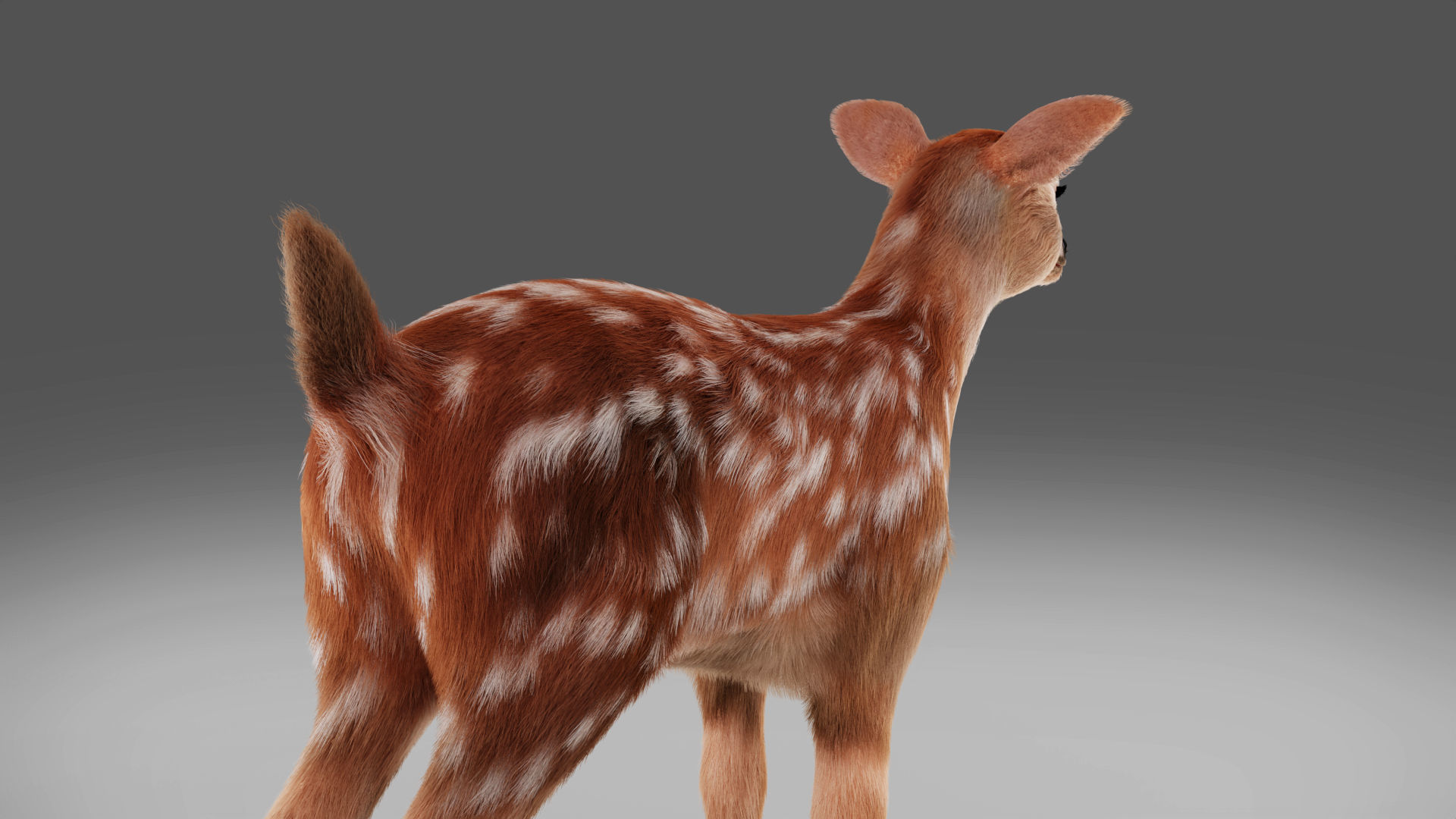 3D Fur Fawn Deer Rigged and Animated Blender Low-poly 3D model_15