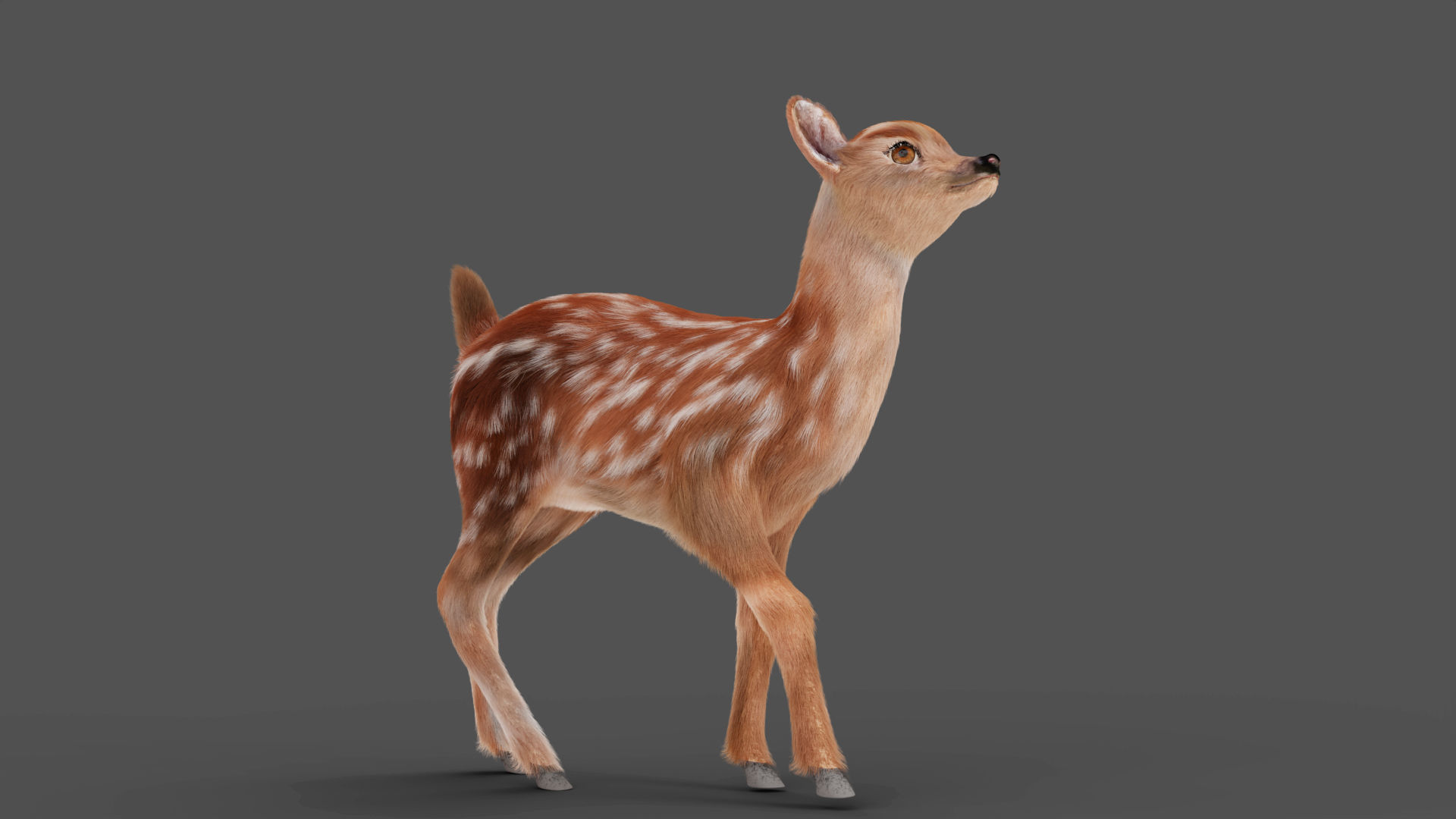 3D Fur Fawn Deer Rigged and Animated Blender Low-poly 3D model_7