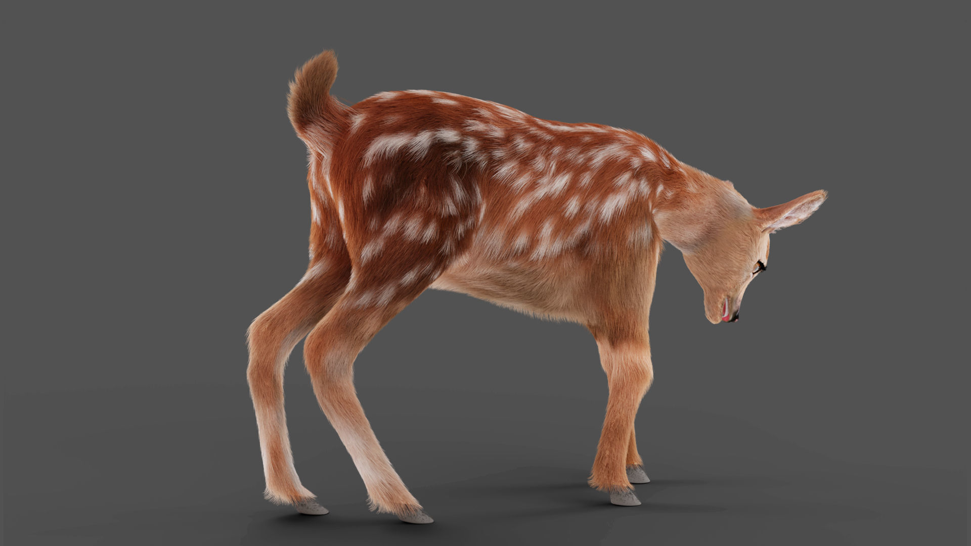 3D Fur Fawn Deer Rigged and Animated Blender Low-poly 3D model_10