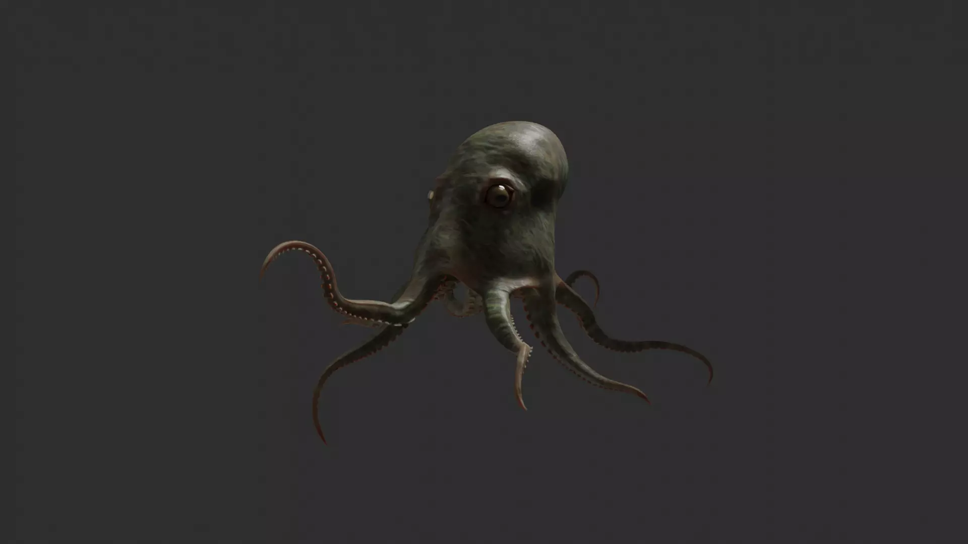 octopus 3D model_0
