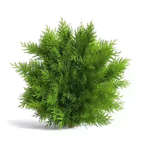 Thuja Shrub I