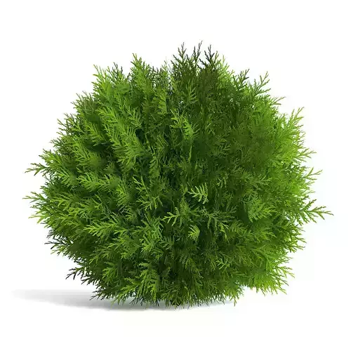 Thuja Shrub II