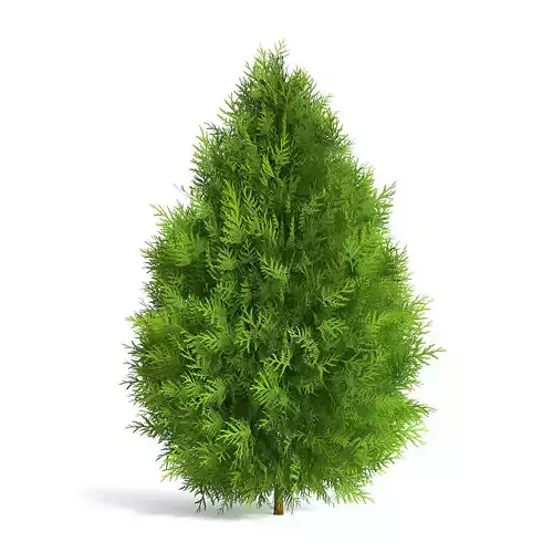 Thuja Shrub III