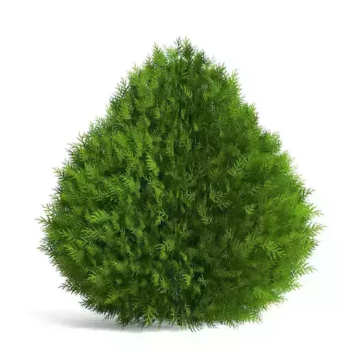 Thuja Shrub IV