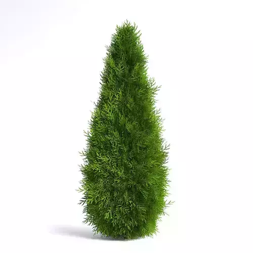 Thuja Shrub V