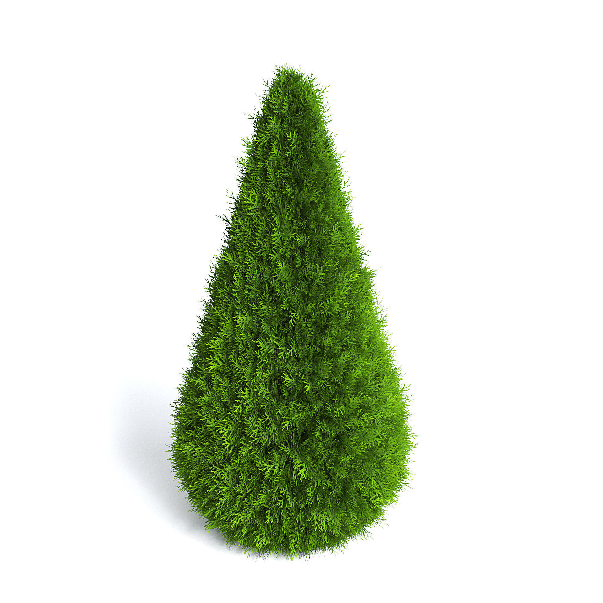 Thuja Shrub VI 3D model_3