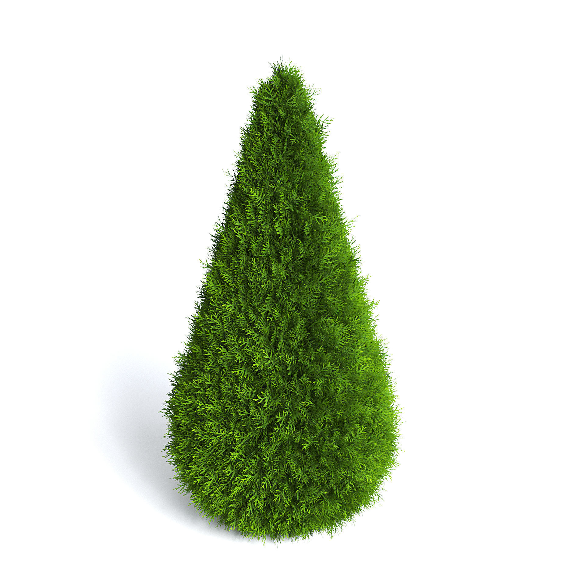Thuja Shrub VI 3D model_2