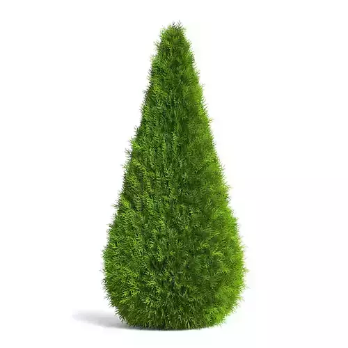 Thuja Shrub VI