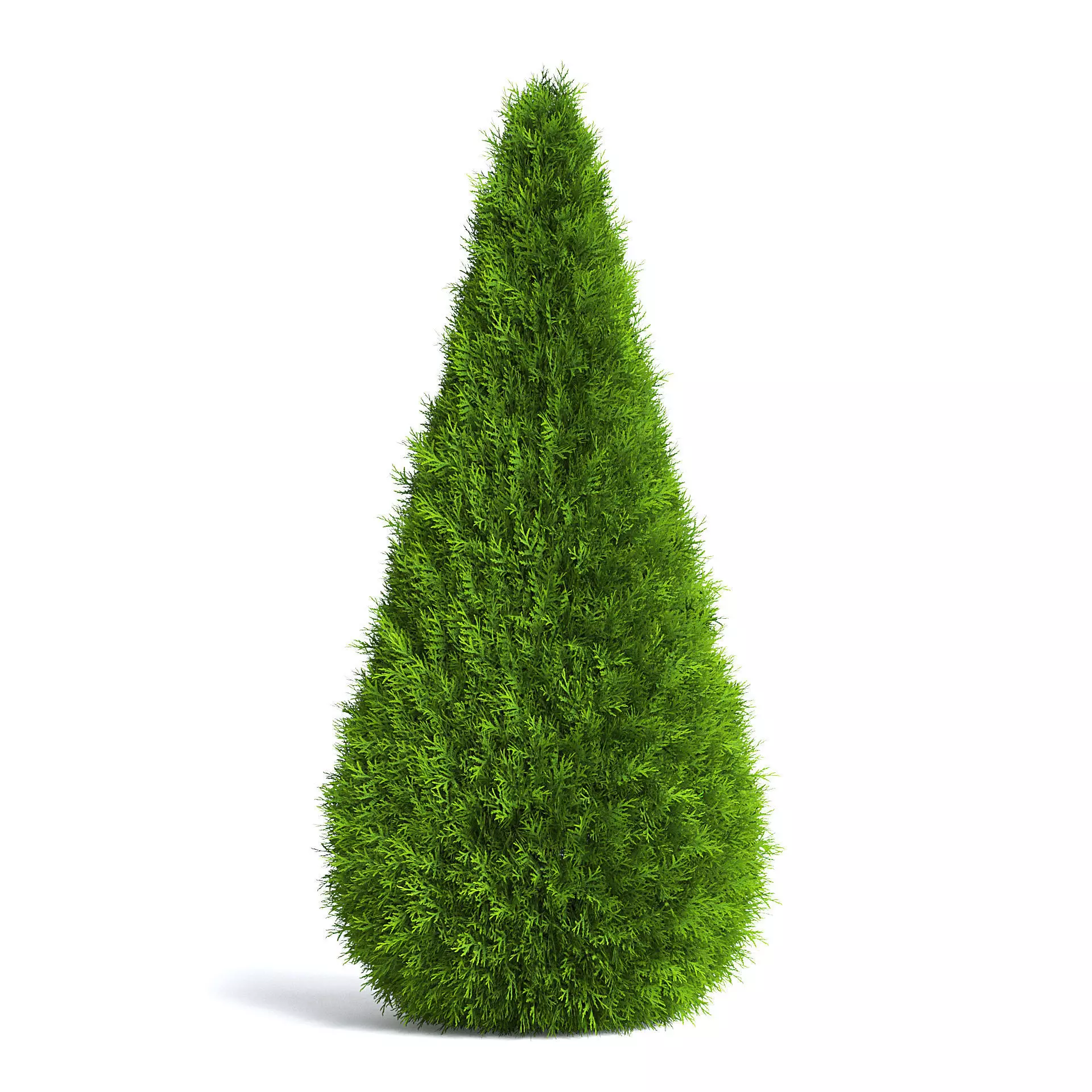 Thuja Shrub VI 3D model_0