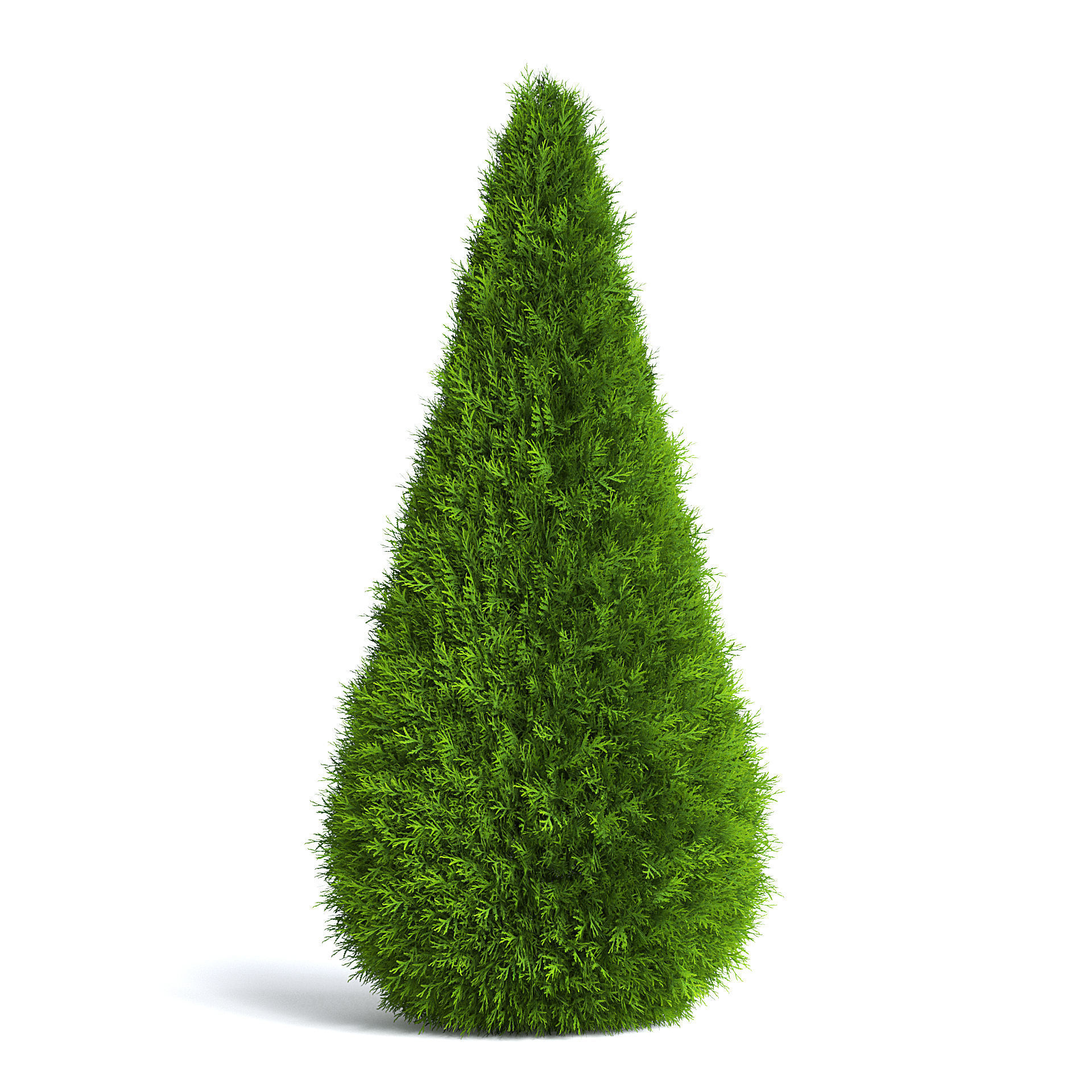 Thuja Shrub VI 3D model_1