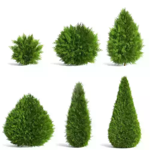 6 Thuja Shrubs