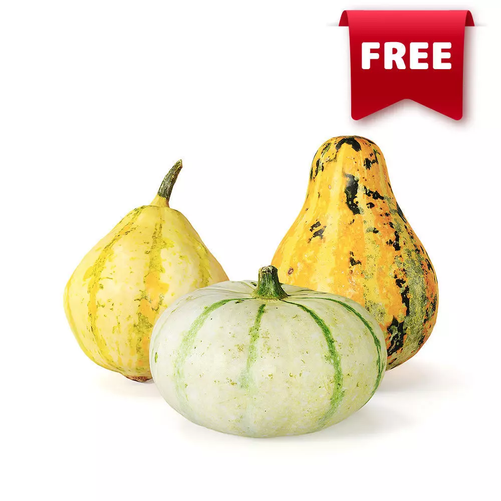 Decorative pumpkins Free 3D model_0