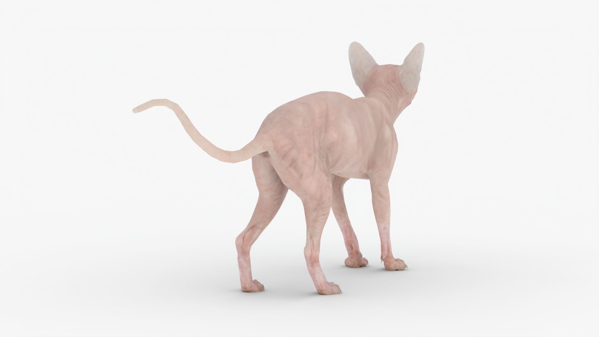 Realistic Sphynx Cat Rigged Low-poly 3D model_4