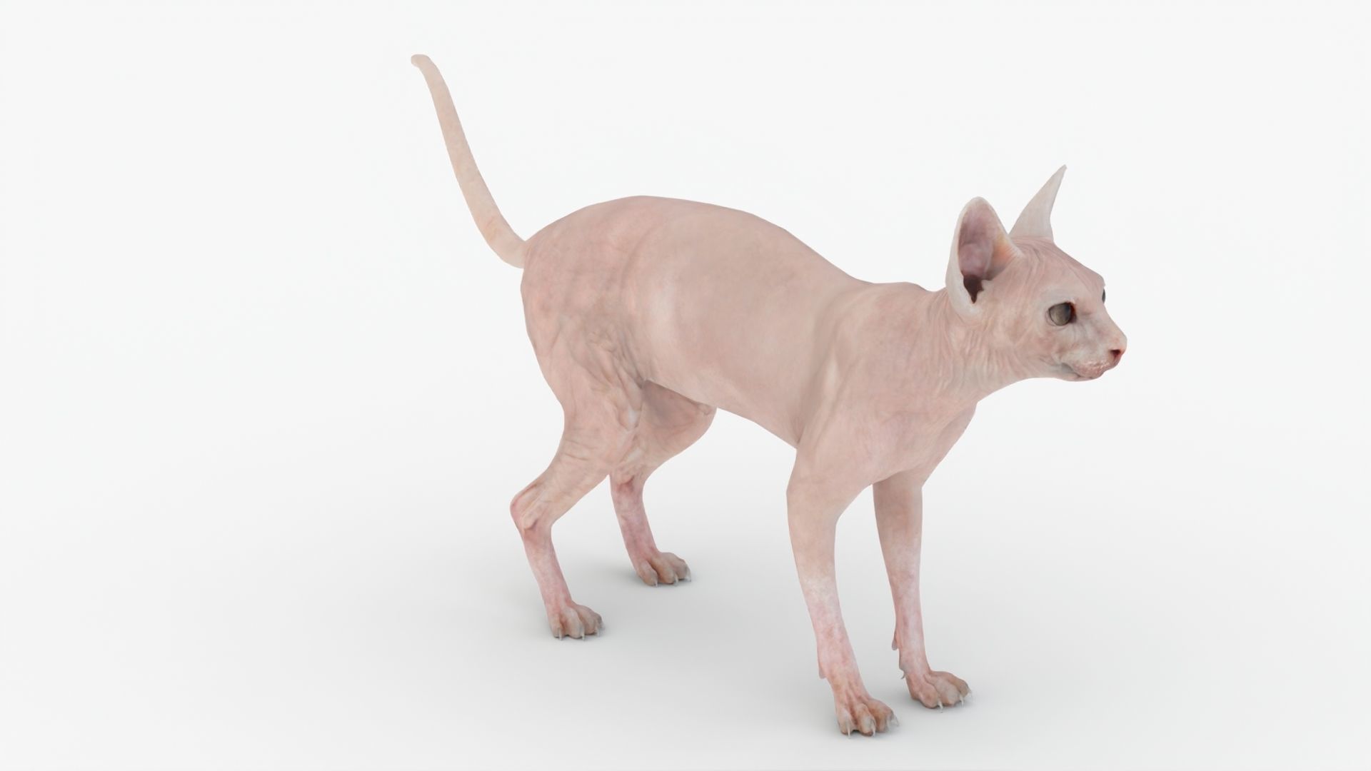 Realistic Sphynx Cat Rigged Low-poly 3D model_6