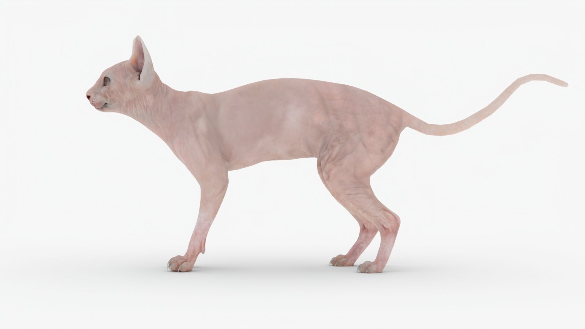 Realistic Sphynx Cat Rigged Low-poly 3D model_2