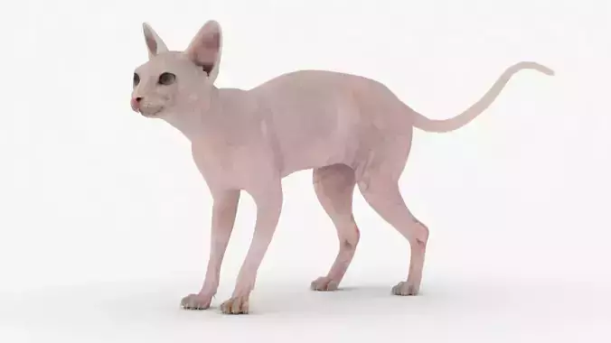 Realistic Sphynx Cat Rigged