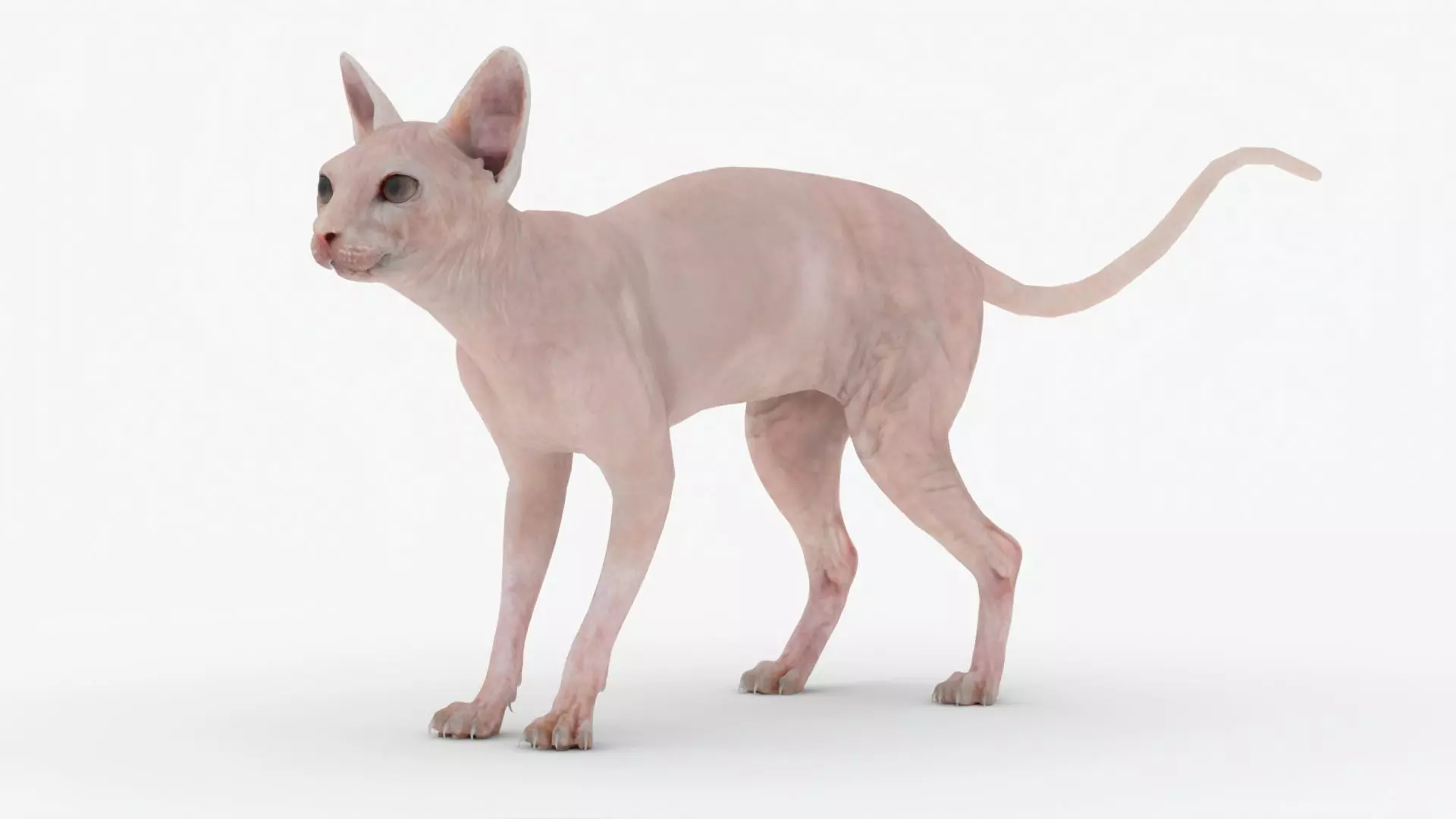 Realistic Sphynx Cat Rigged Low-poly 3D model_0