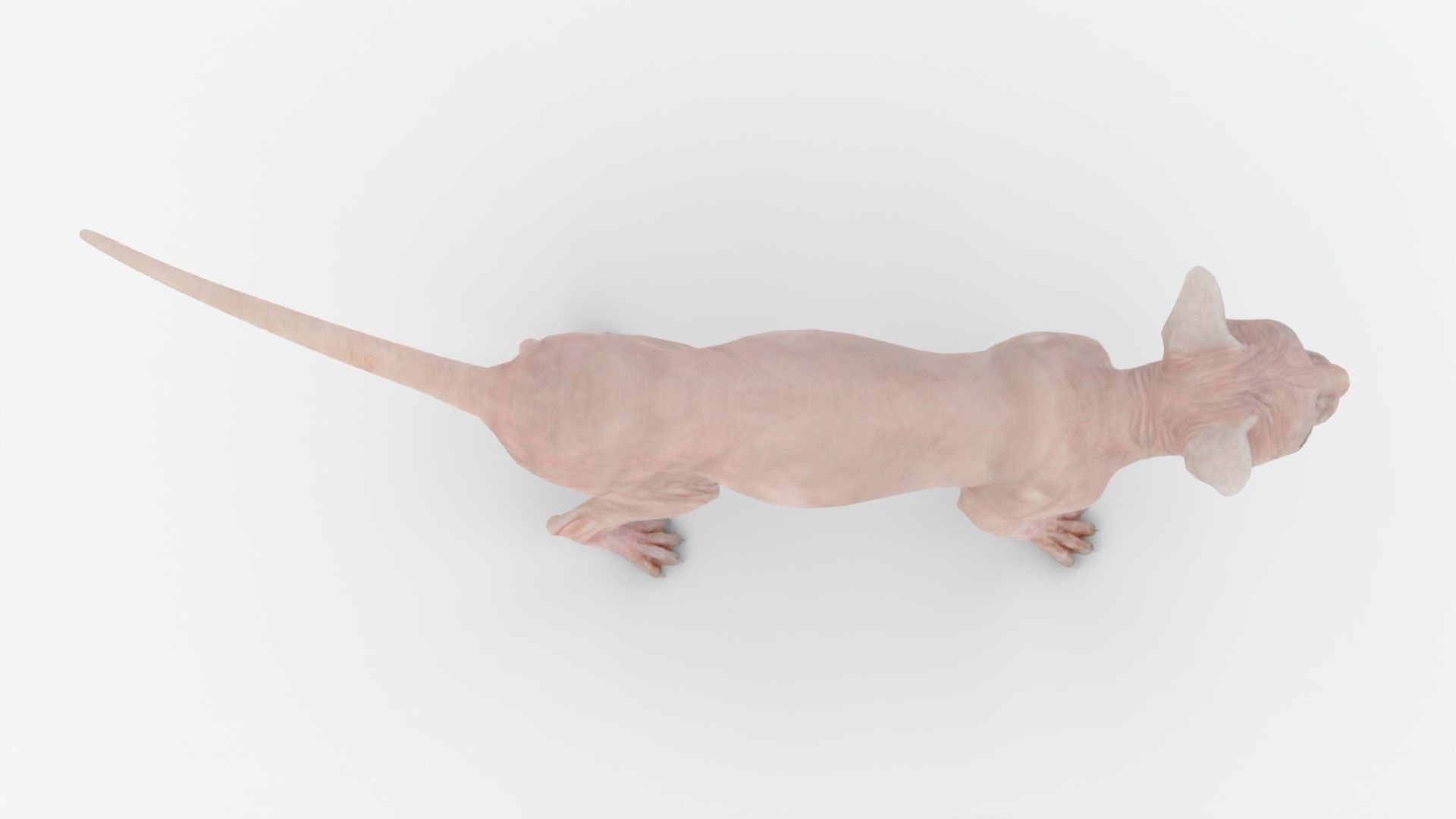 Realistic Sphynx Cat Rigged Low-poly 3D model_5