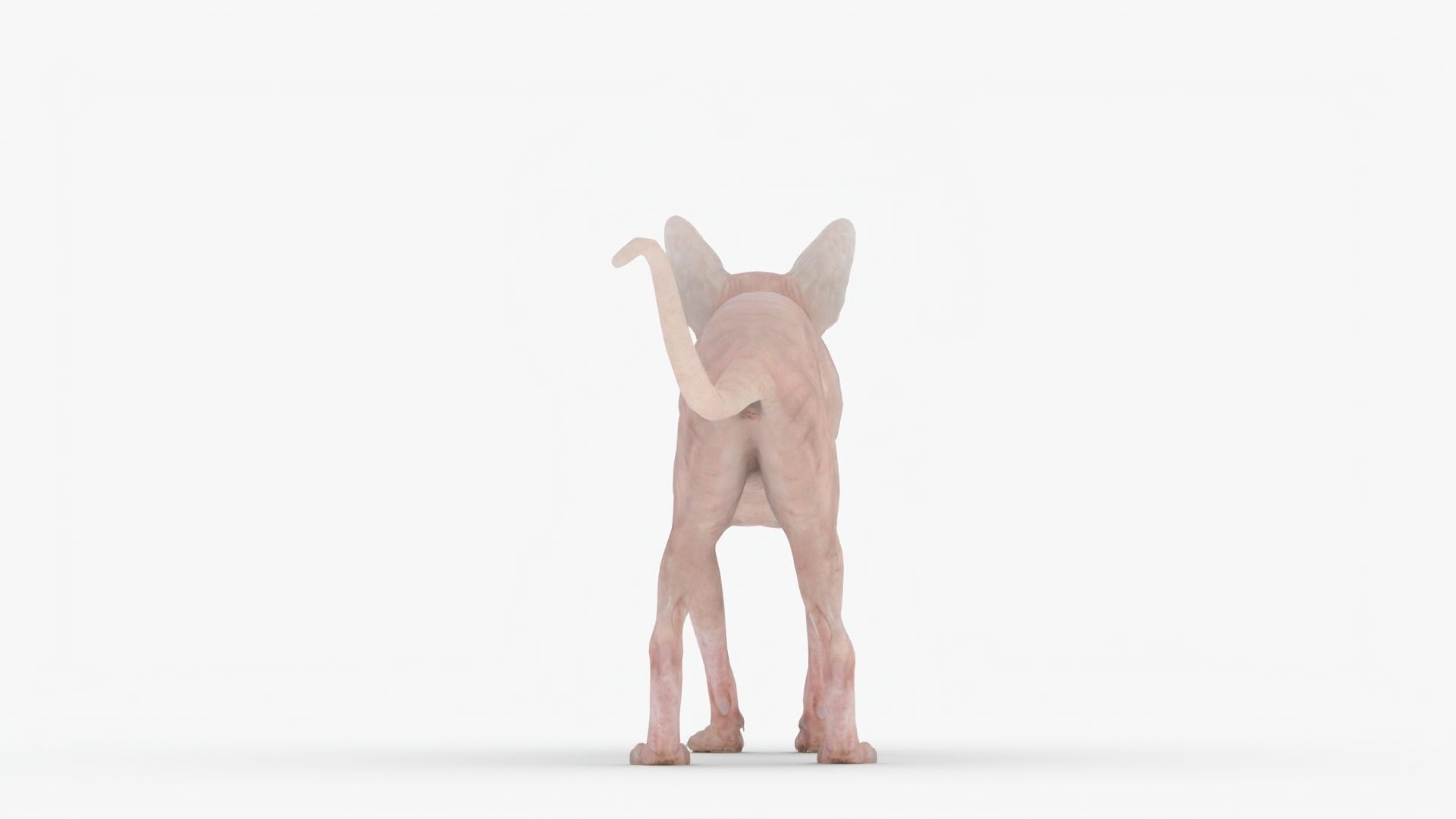 Realistic Sphynx Cat Rigged Low-poly 3D model_3