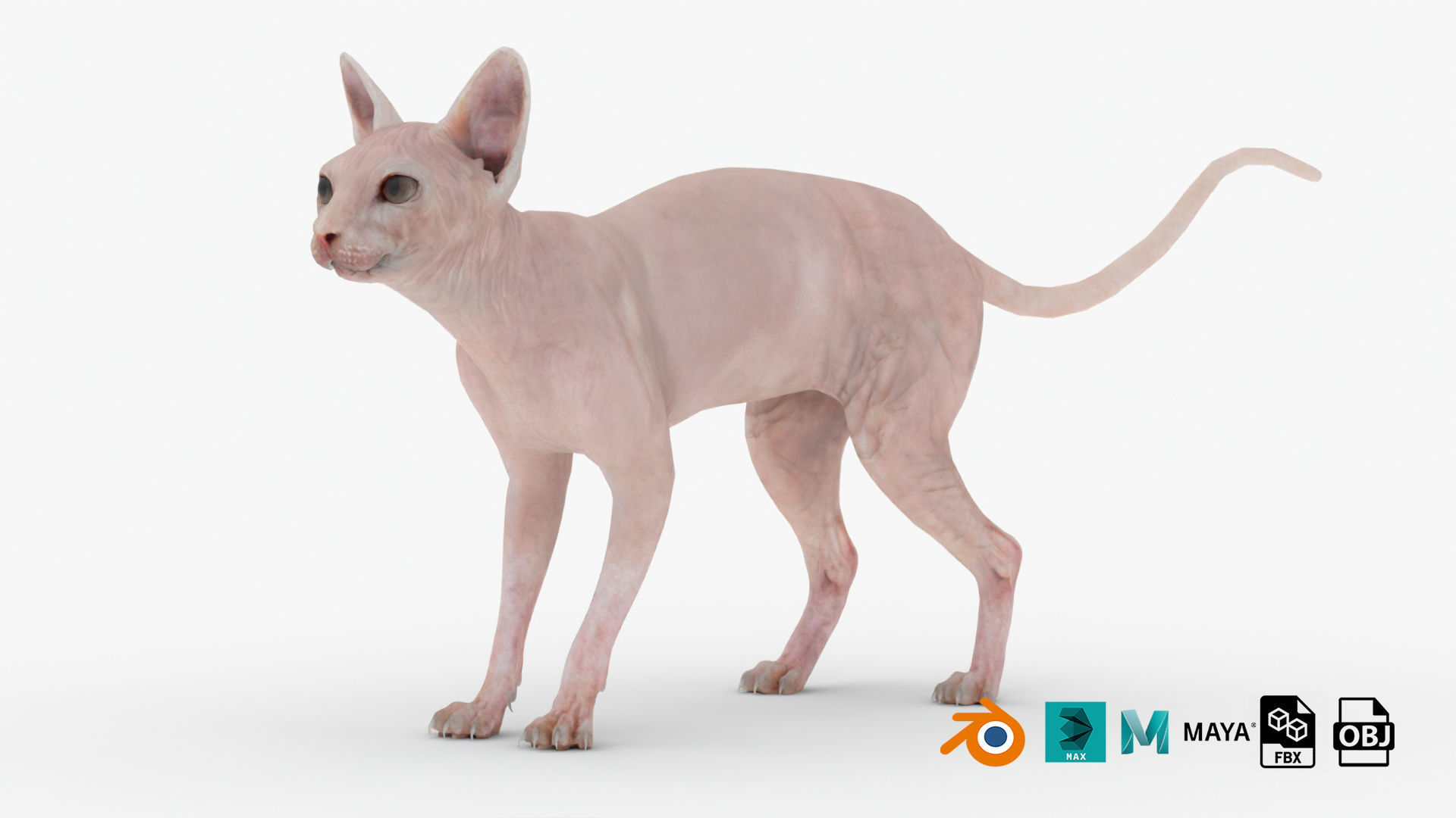 Realistic Sphynx Cat Rigged Low-poly 3D model_1