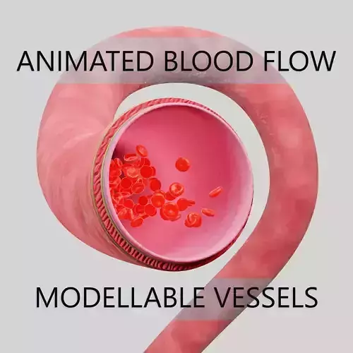Blood vessels photorealistic animated modellable low-poly 3D  Low-poly 3D model