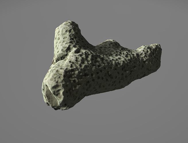 white coral 3D model_5