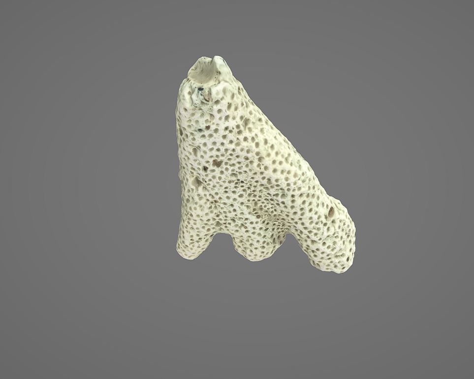 white coral 3D model_6