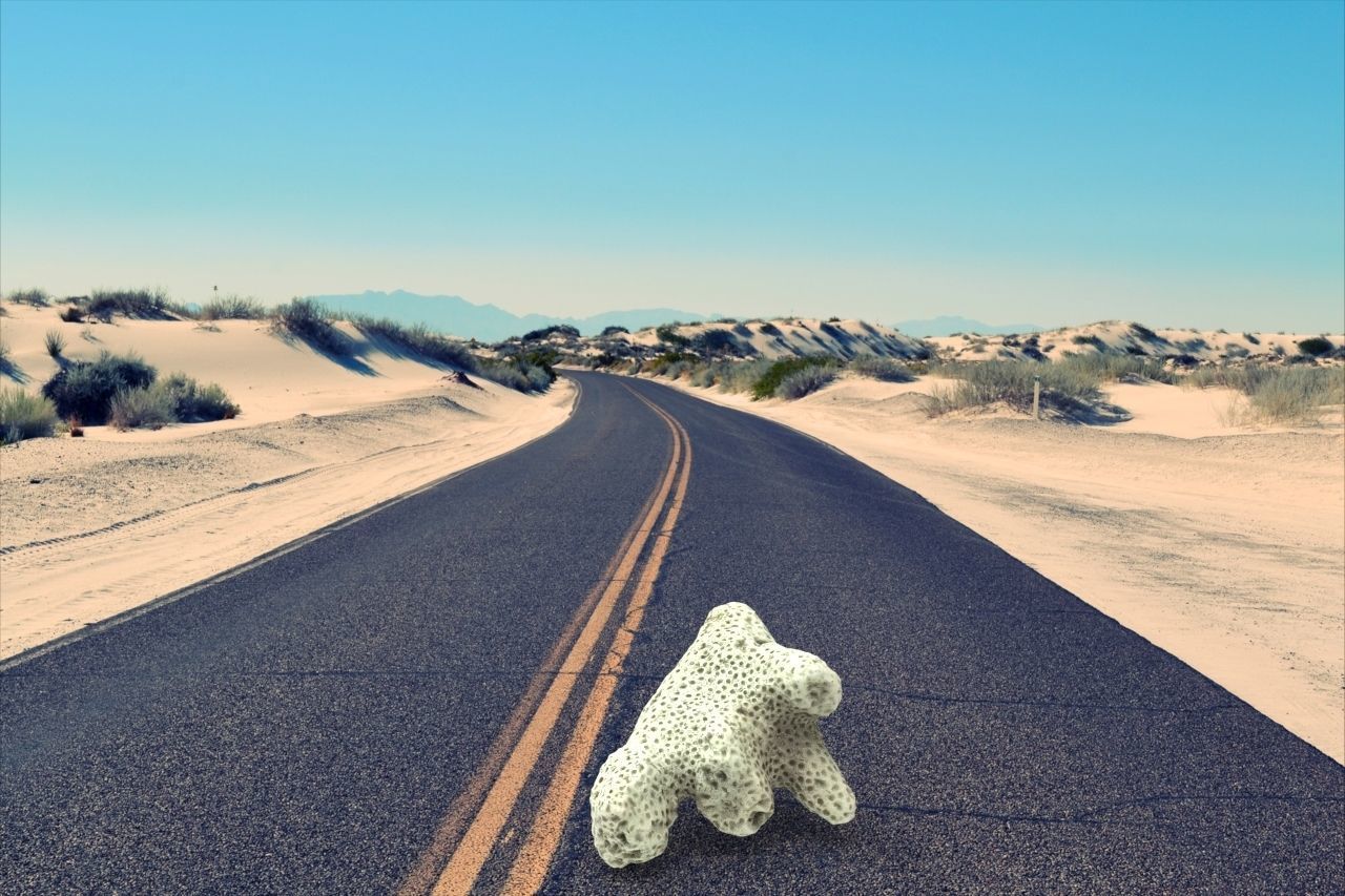 white coral 3D model_4