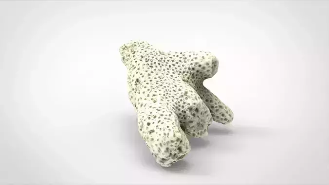white coral 3D model white coral 3D model