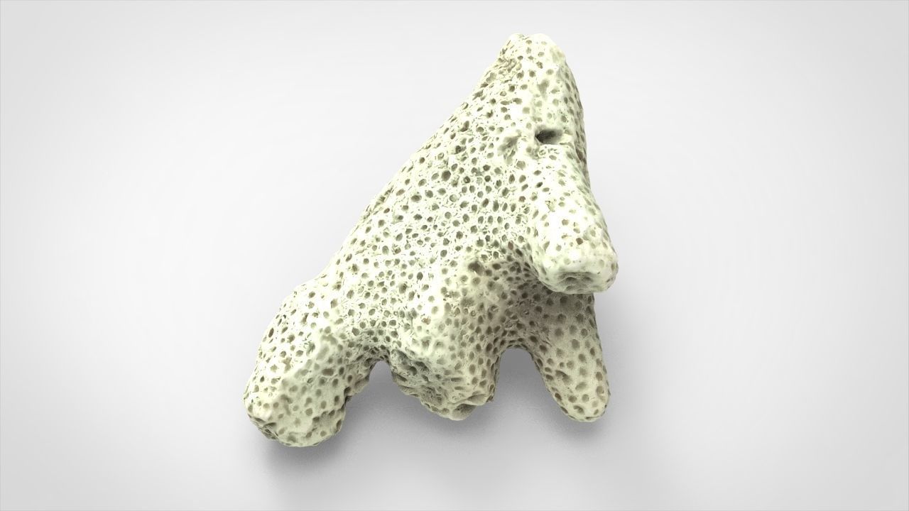 white coral 3D model_2