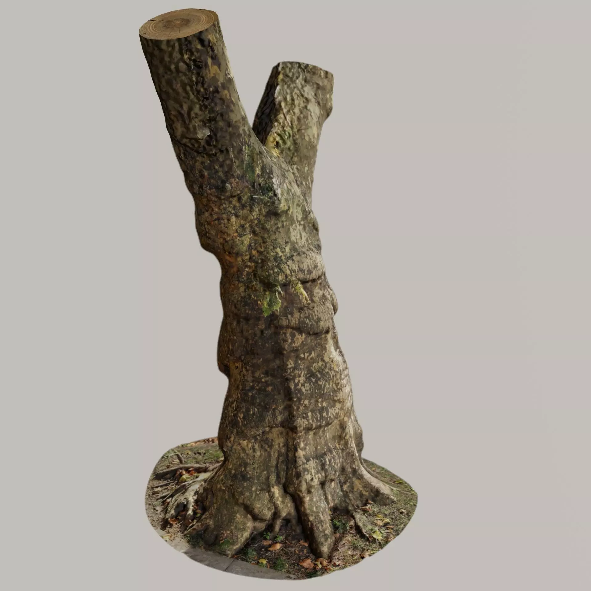Old Gnarled Birch Tree 3D model_0