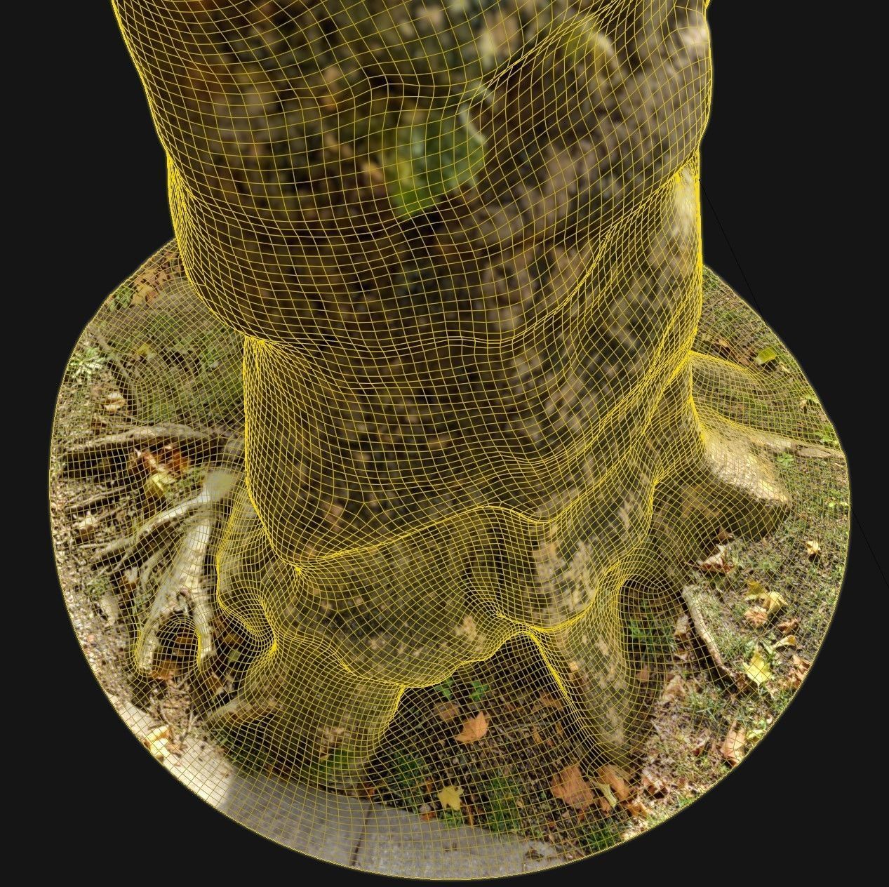 Old Gnarled Birch Tree 3D model_4