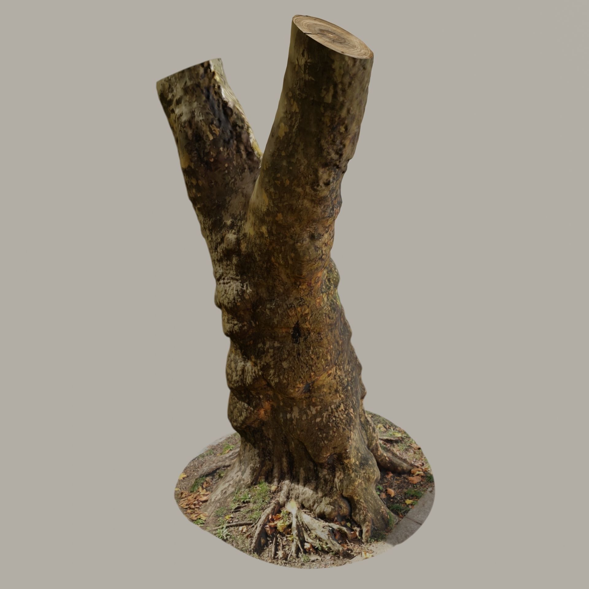 Old Gnarled Birch Tree 3D model_1