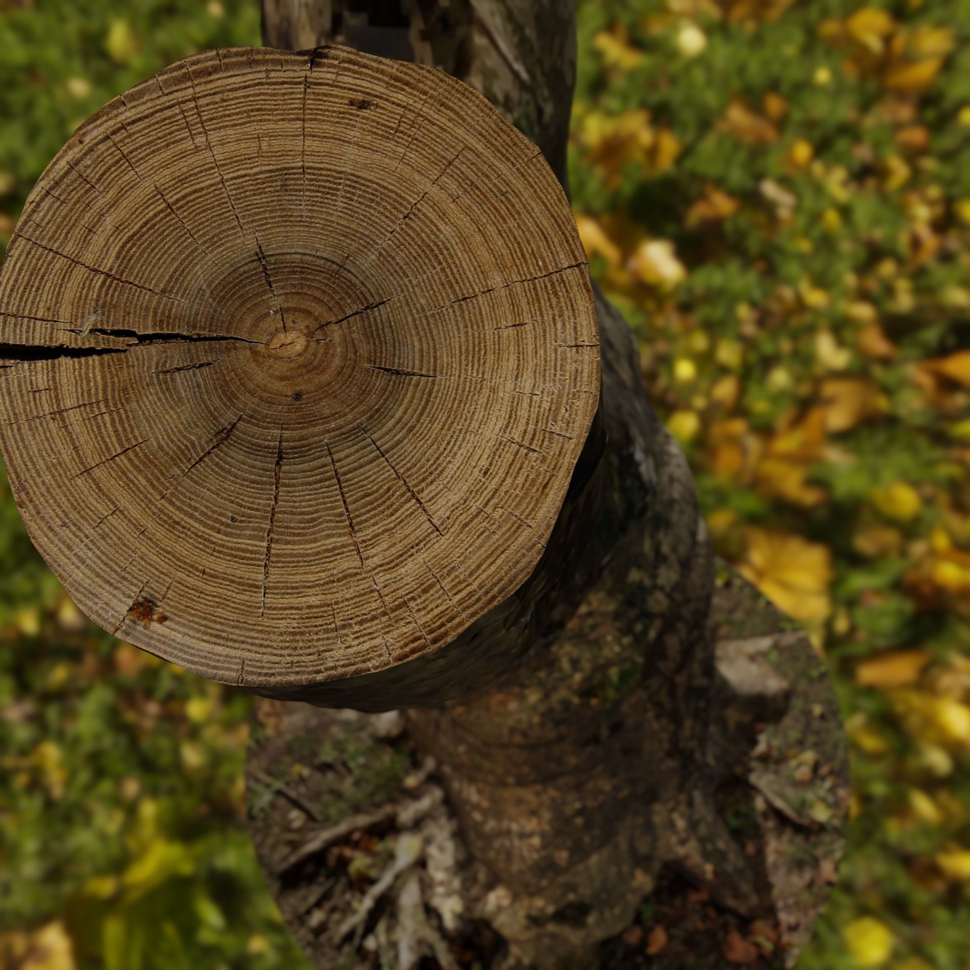 Old Gnarled Birch Tree 3D model_2