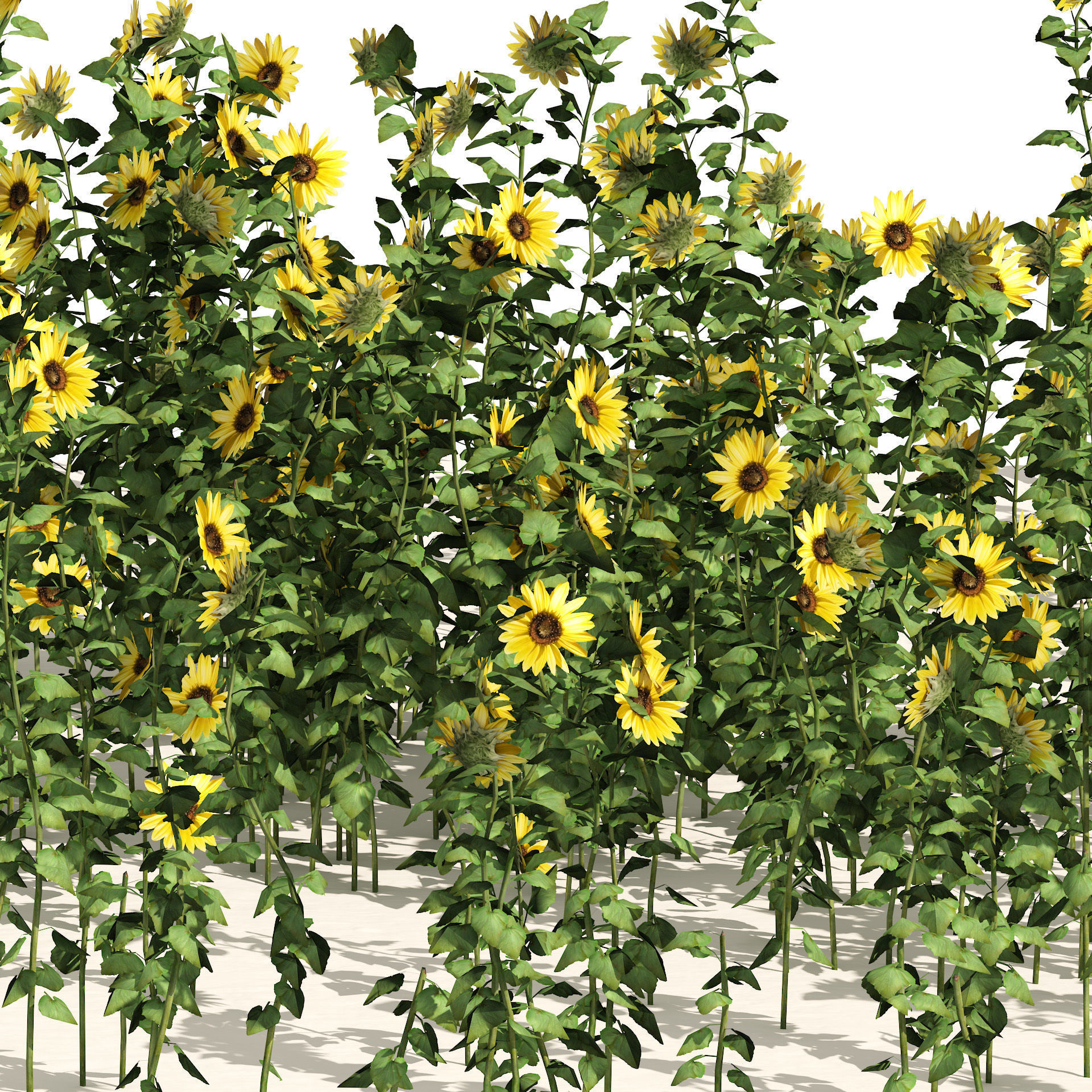 sunflower field Low-poly 3D model_3