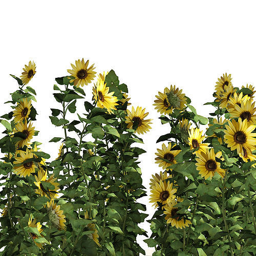 sunflower field Low-poly 3D model