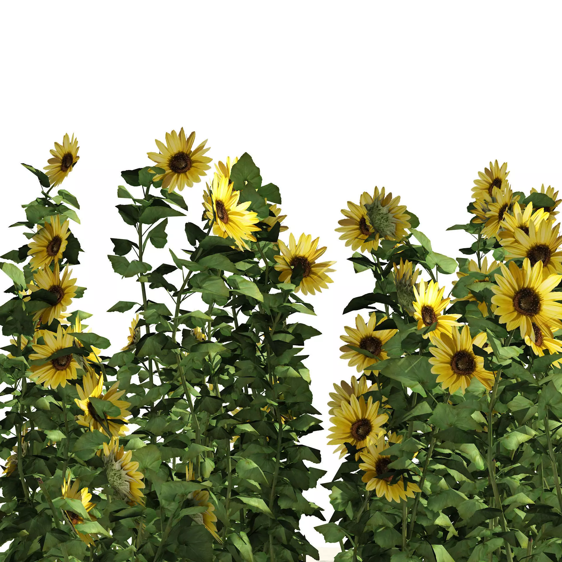 sunflower field Low-poly 3D model_0