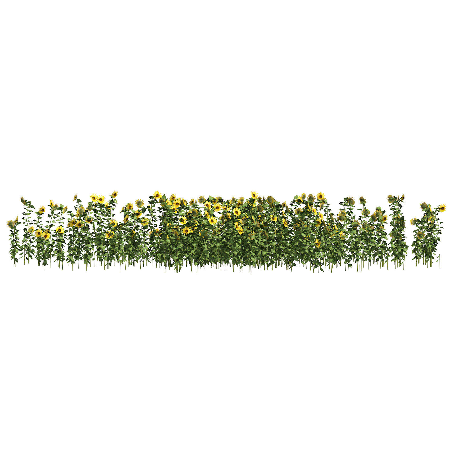 sunflower field Low-poly 3D model_2
