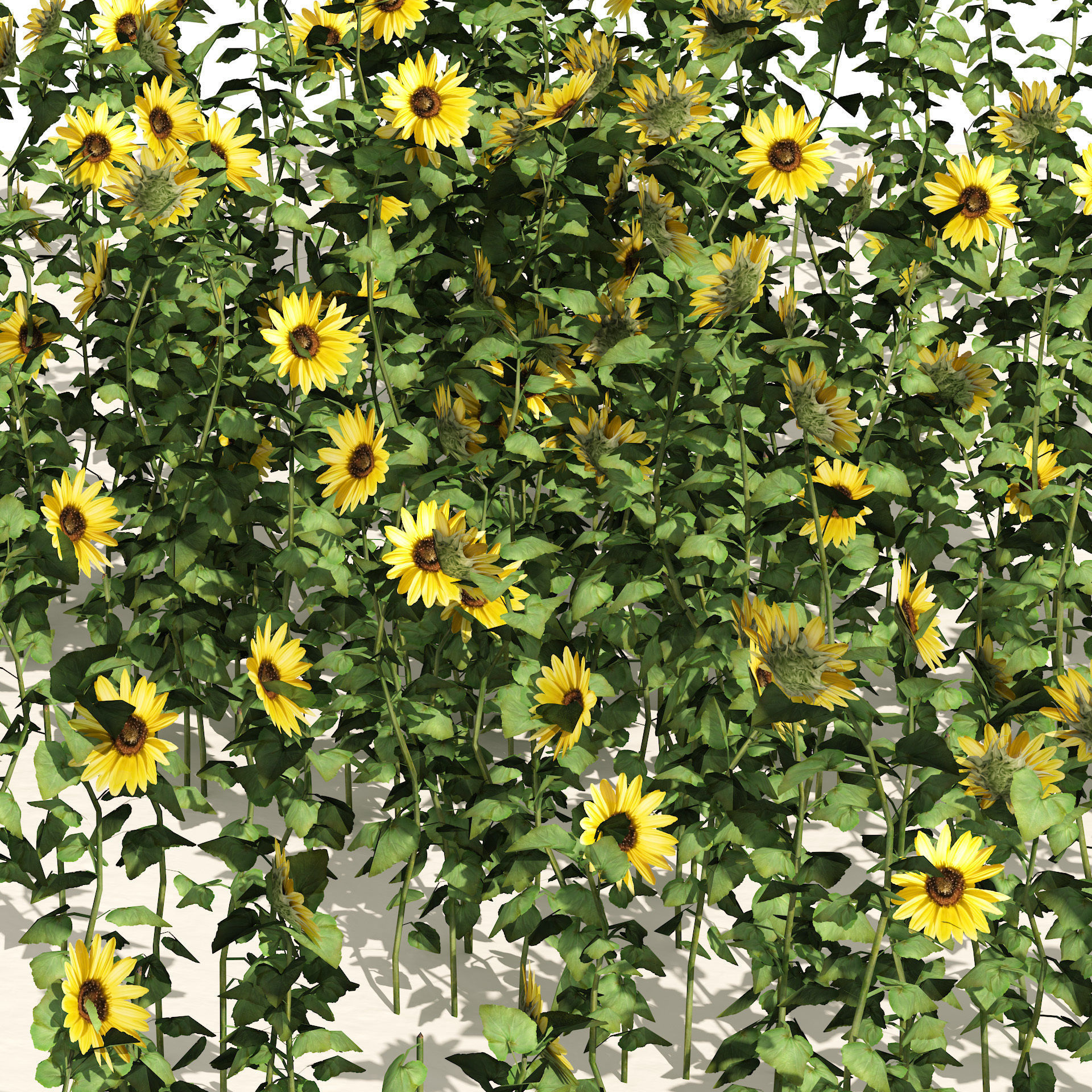 sunflower field Low-poly 3D model_1