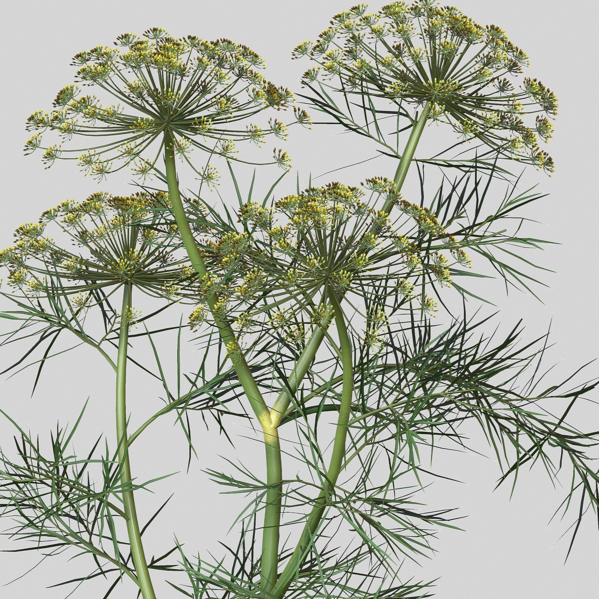Dill Plant 3D model_8