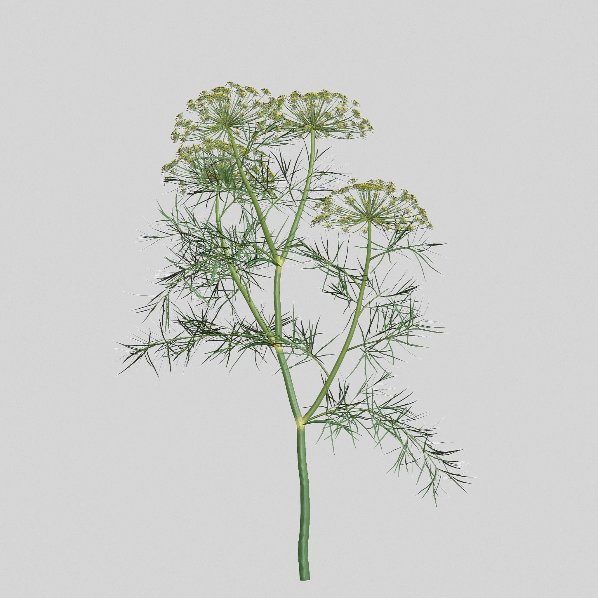 Dill Plant 3D model_2