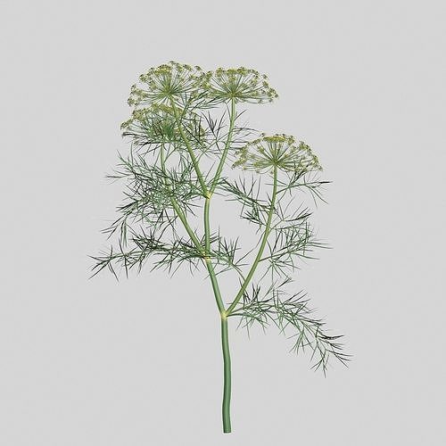 Dill Plant 3D model 3