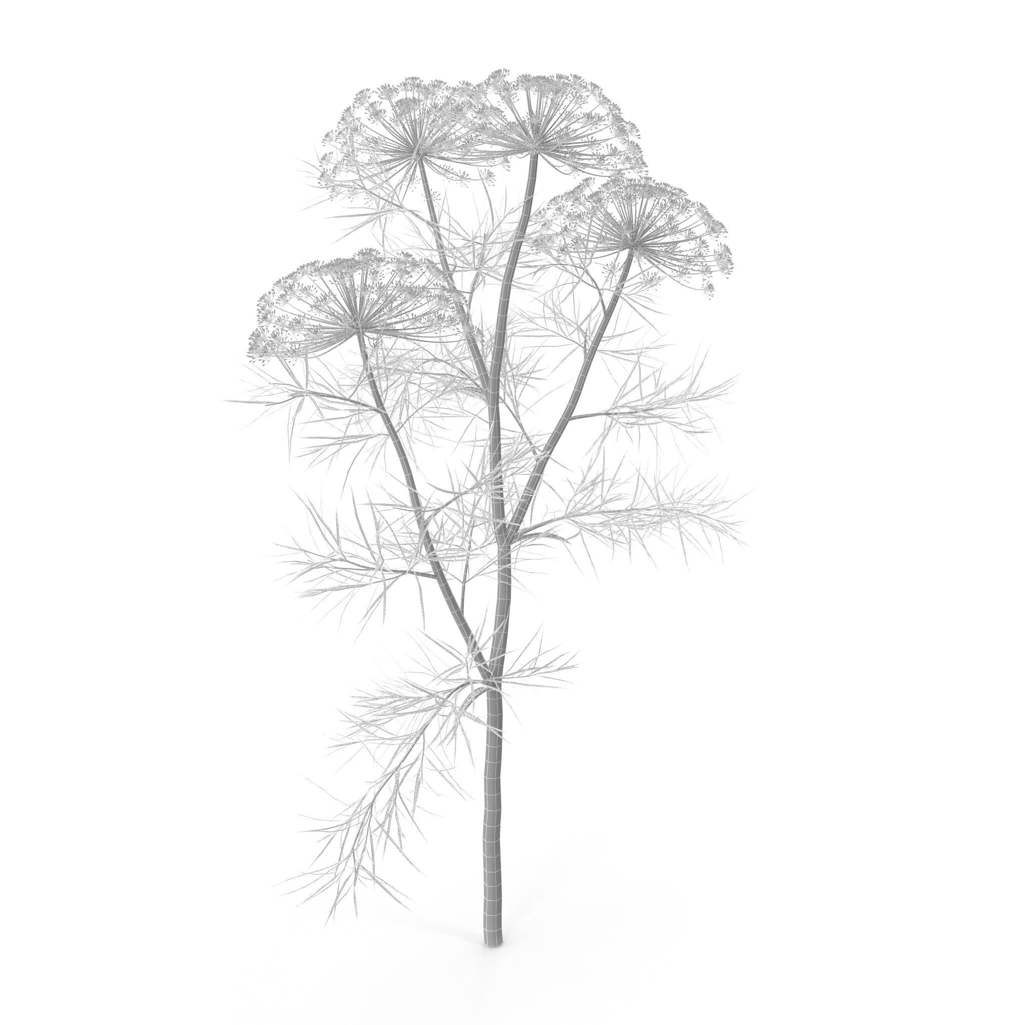 Dill Plant 3D model_13
