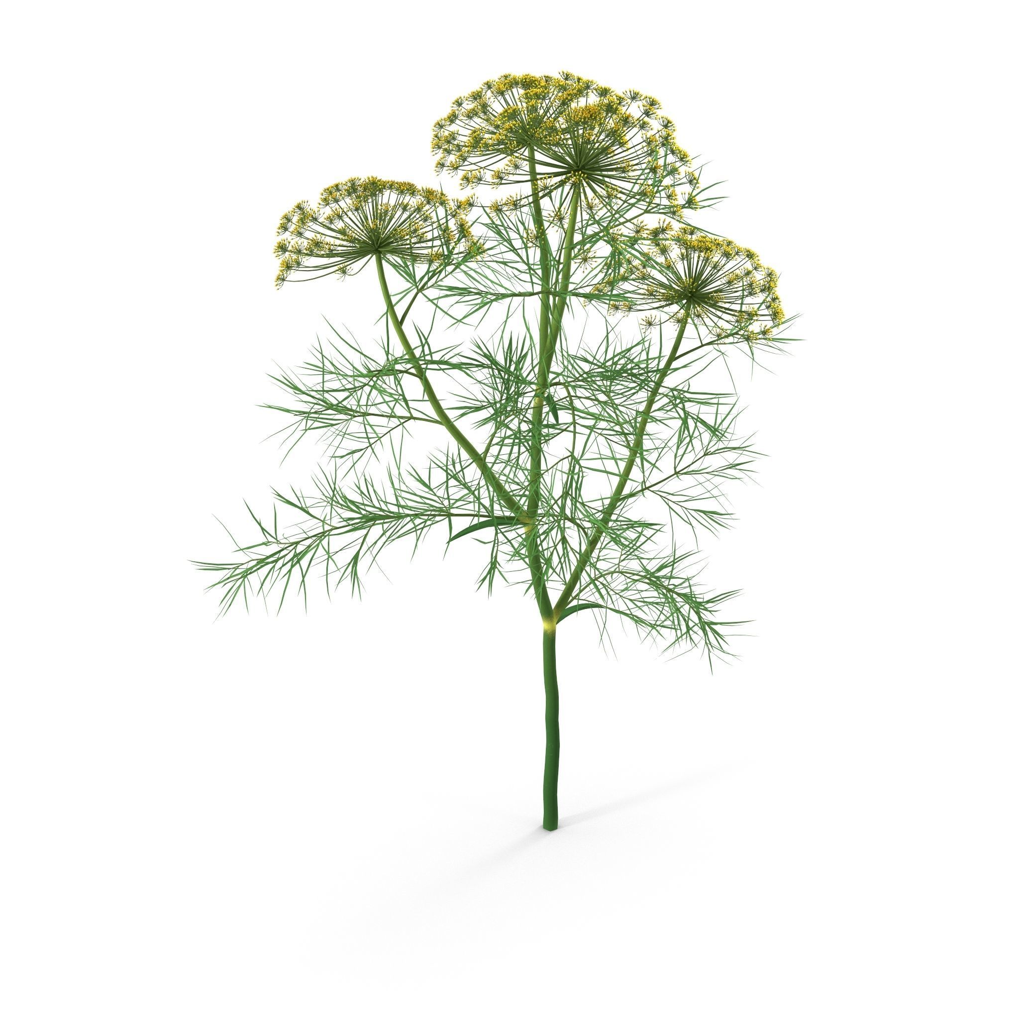 Dill Plant 3D model_4